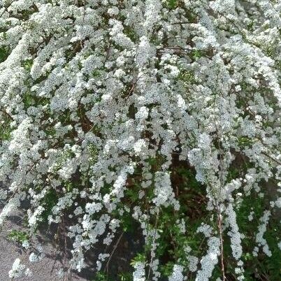 Spiraea nipponica Habit