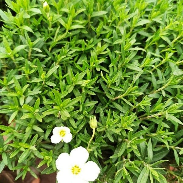 Arenaria montana ফুল