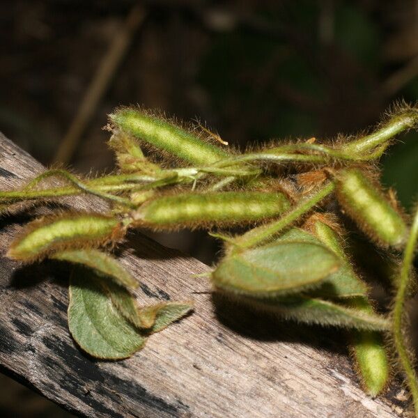 Calopogonium mucunoides 果