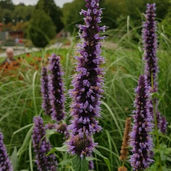 Agastache foeniculum Кветка