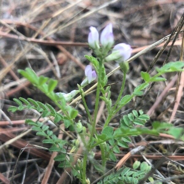 Biserrula pelecinus Blüte