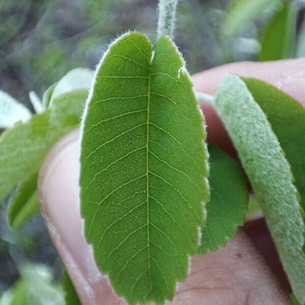 Amelanchier ovalis Leaf