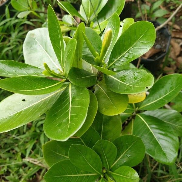 Gardenia taitensis Outro