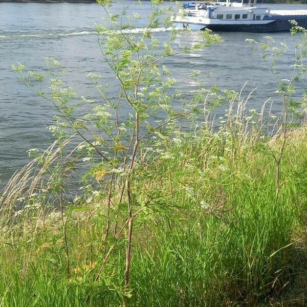 Chaerophyllum bulbosum Natur