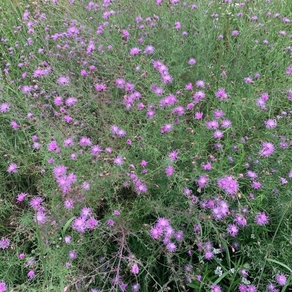 Centaurea stoebe Kukka