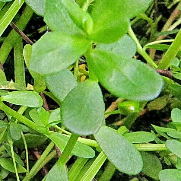 Bacopa monnieri ᱥᱟᱠᱟᱢ