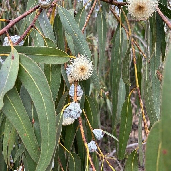 Eucalyptus globulus Flor