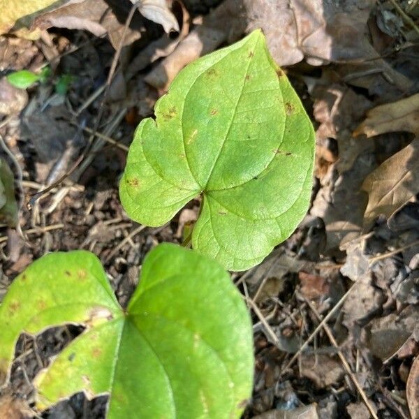 Hexastylis arifolia Feuille