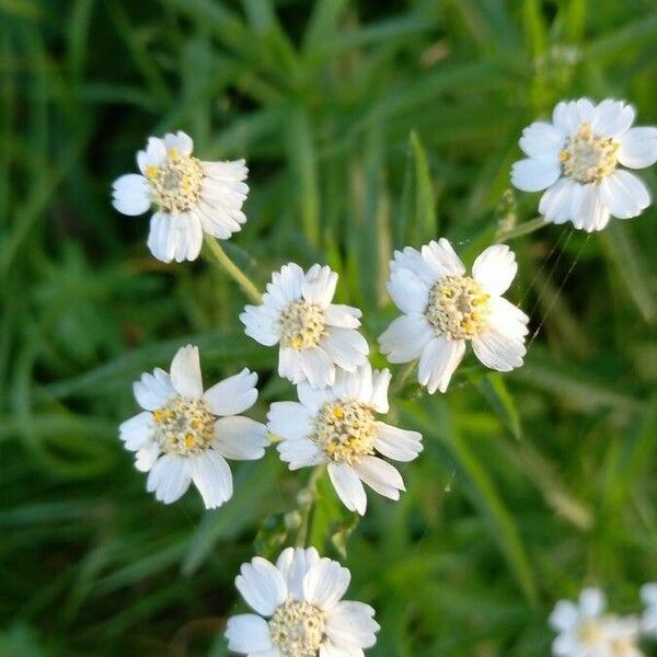 Achillea ptarmica Virág