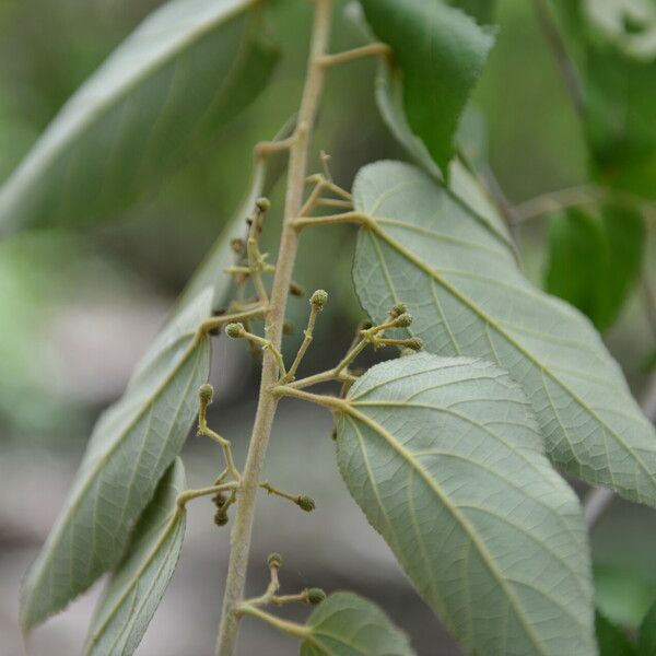 Guazuma ulmifolia 葉