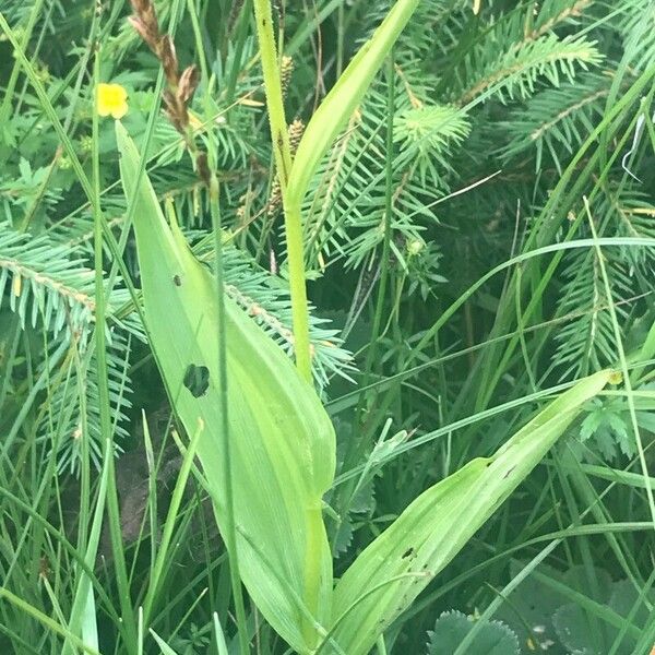 Epipactis palustris Leaf