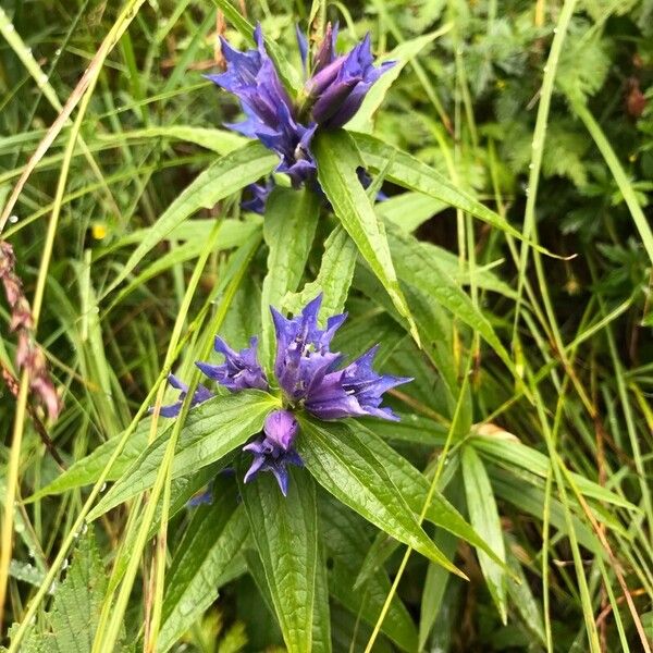 Gentiana asclepiadea موطن