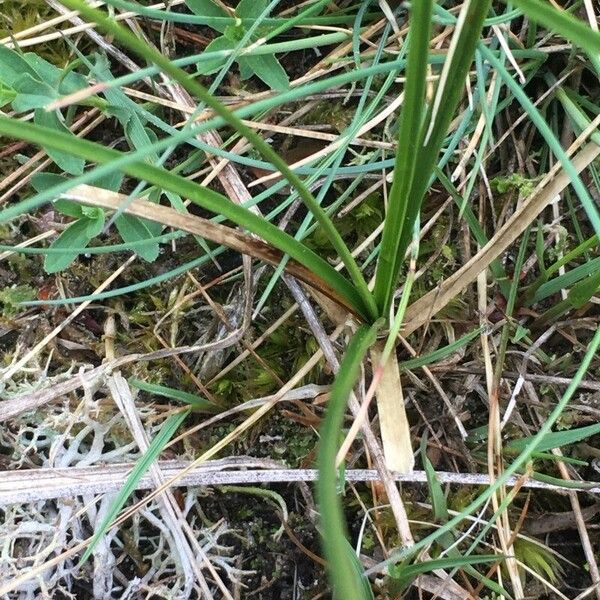 Carex arenaria Leaf