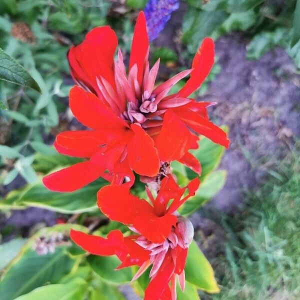 Canna indica 花