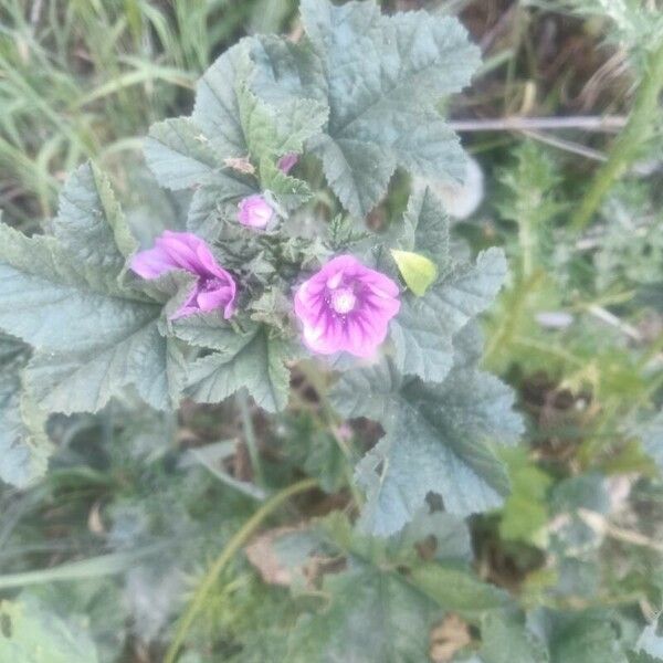 Malva multiflora Květ