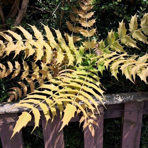 Berberis oiwakensis Leaf