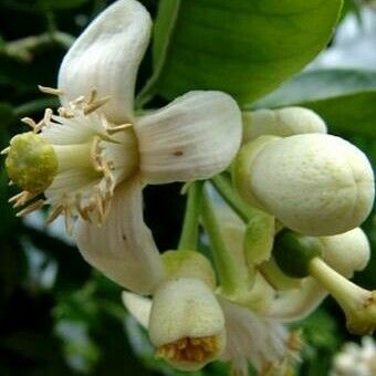 Citrus maxima Flower