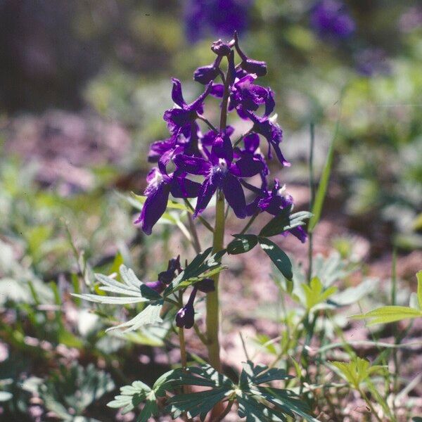 Delphinium tricorne Floro