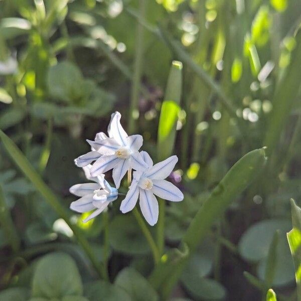 Puschkinia scilloides പുഷ്പം