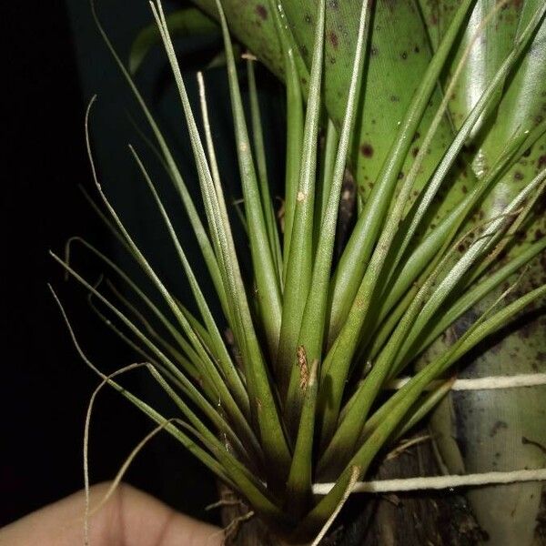 Tillandsia festucoides Folla