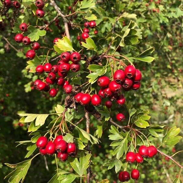 Crataegus monogyna Ovoce