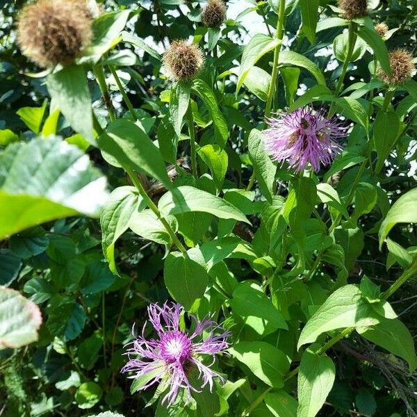 Centaurea phrygia Flor