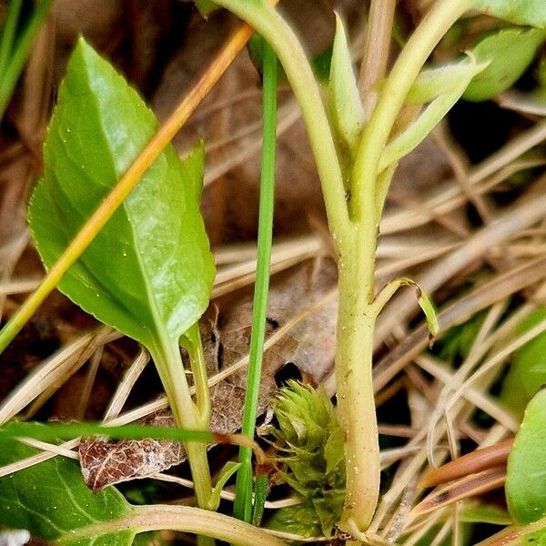 Orthilia secunda Corteza