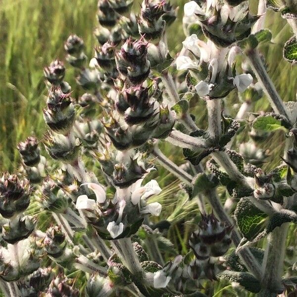 Salvia aethiopis Blomma