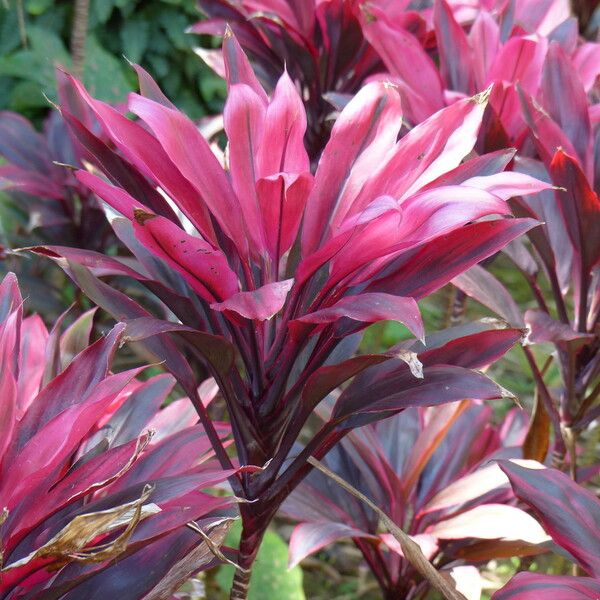 Cordyline fruticosa Flower