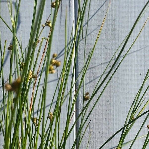 Juncus filiformis 果實