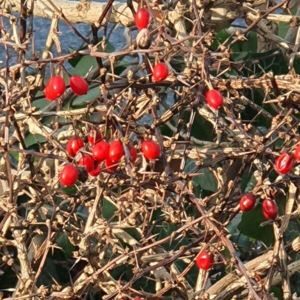 Berberis thunbergii Owoc