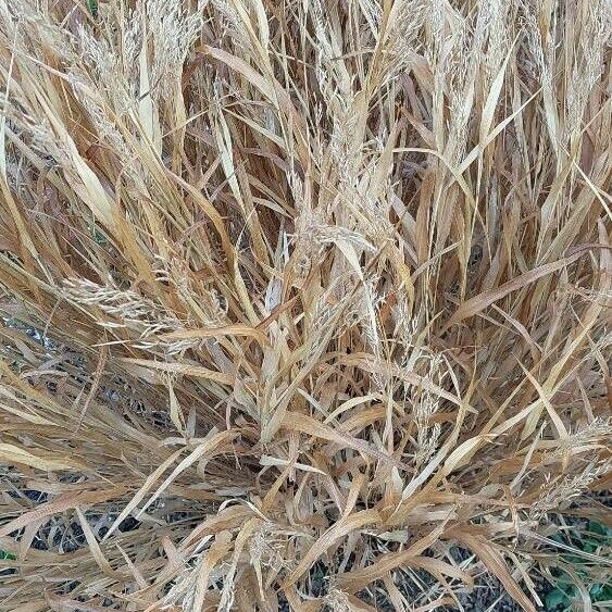 Panicum virgatum Leaf