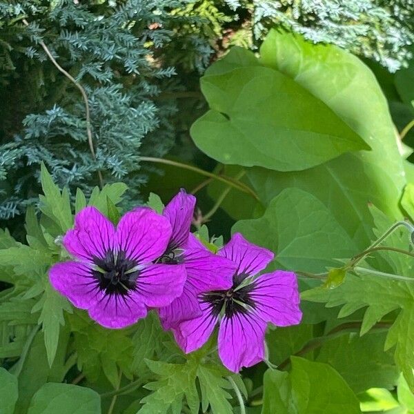 Geranium psilostemon Λουλούδι