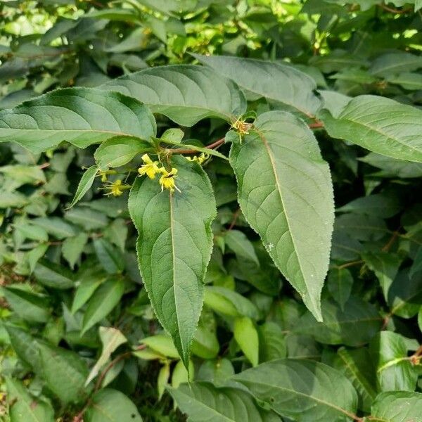 Diervilla lonicera Žiedas