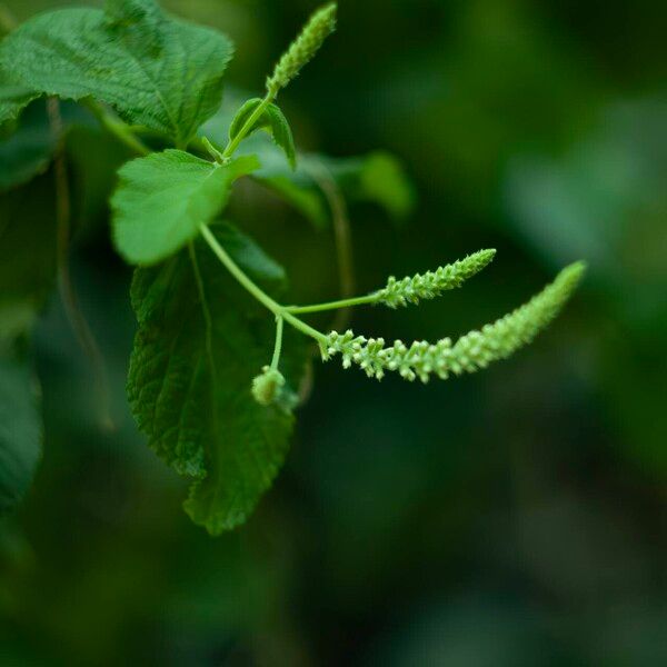 Aloysia virgata Kwiat