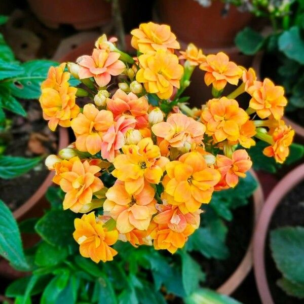 Kalanchoe blossfeldiana Fleur