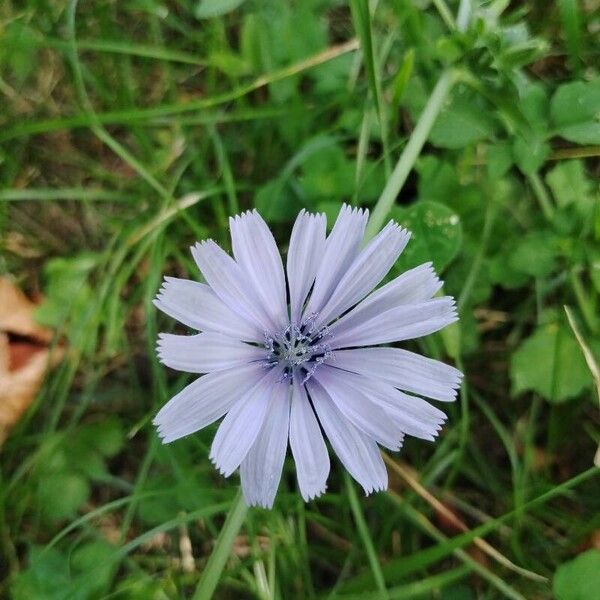 Cichorium endivia Flor