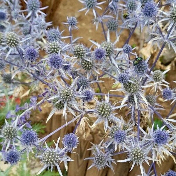 Eryngium planum ᱵᱟᱦᱟ