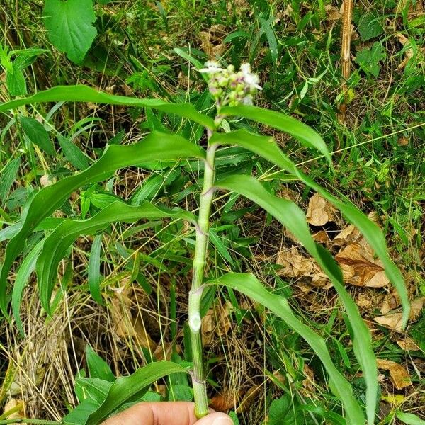 Callisia serrulata Листок