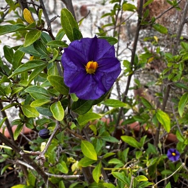 Lycianthes lycioides Flower