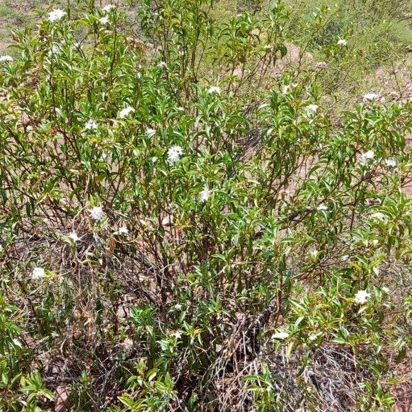 Ixorhea tschudiana