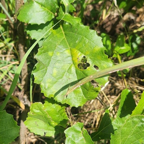 Cordia crenata Hoja