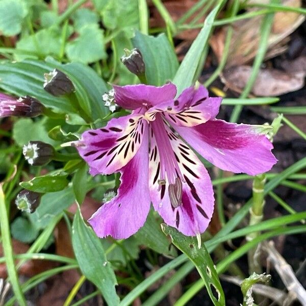 Alstroemeria aurea Blüte