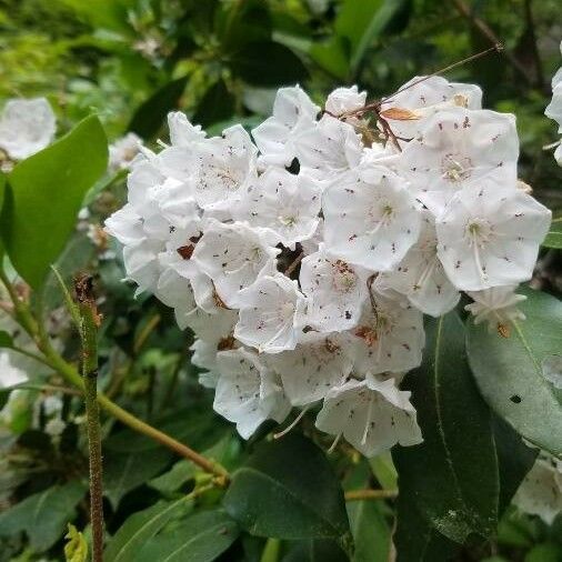 Kalmia latifolia Õis