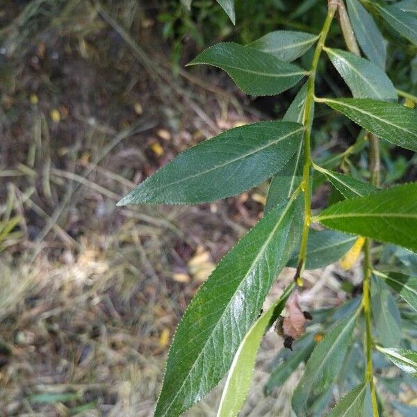 Salix pentandra Leaf