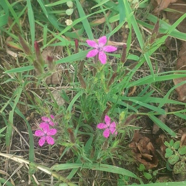 Dianthus armeria Кветка