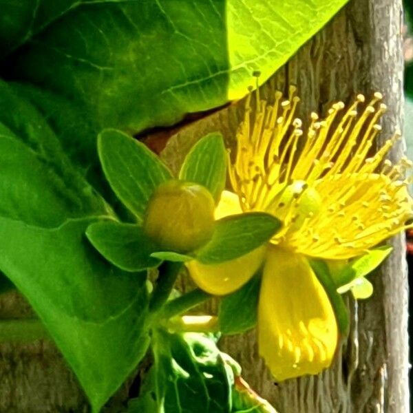 Hypericum × inodorum ᱵᱟᱦᱟ