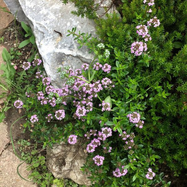 Thymus longicaulis عادت داشتن