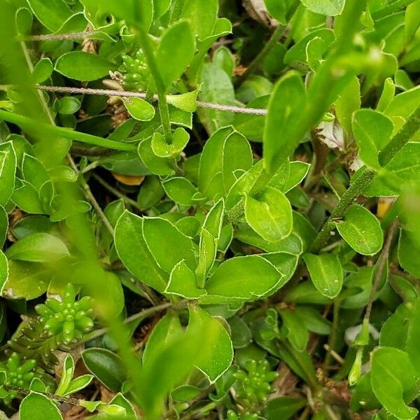 Iberis sempervirens Frunză