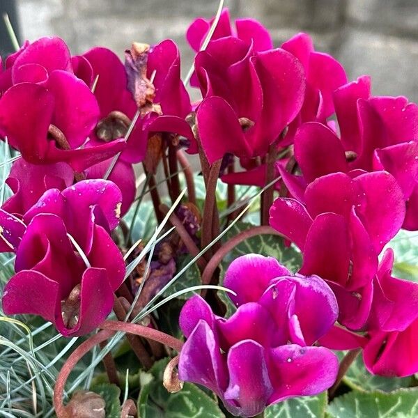 Cyclamen repandum Blomma